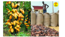 cocoa farmers baging their yields