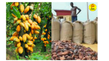 cocoa farmers baging their yields